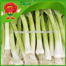 2015 HOTsale garlic sprouts garlic supplement frozen vegetables